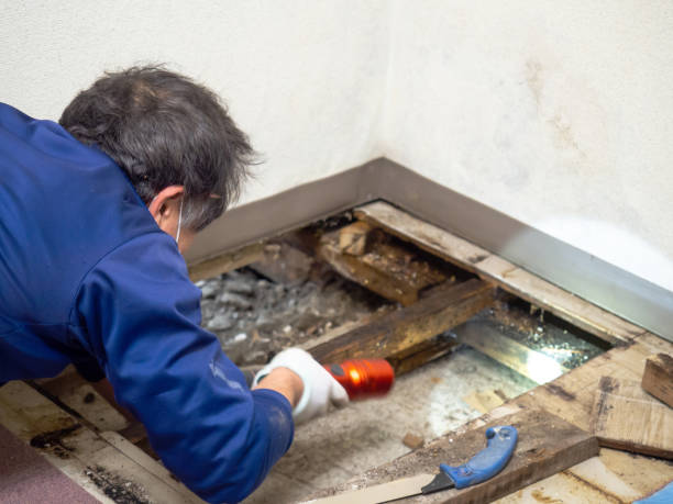 Best Local Mold Removal Service  in Penbrook, PA