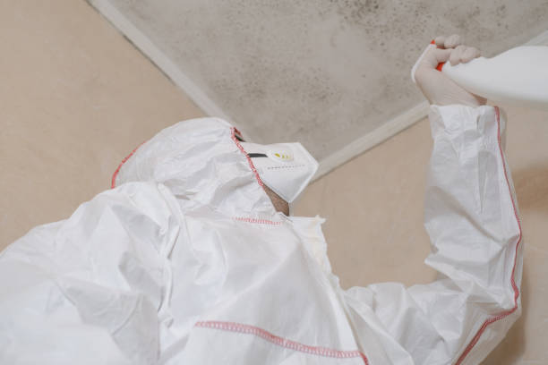 Professional Mold Removal in Penbrook, PA