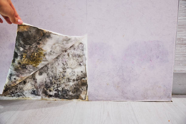 Best Water Damage Restoration  in Penbrook, PA